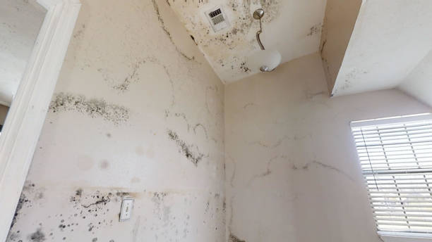 Best Crawl Space Mold Remediation  in Elmer, NJ