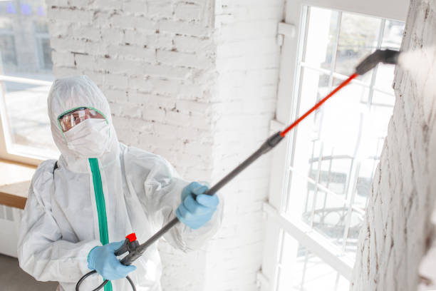 Best Mold Odor Removal Services  in Elmer, NJ