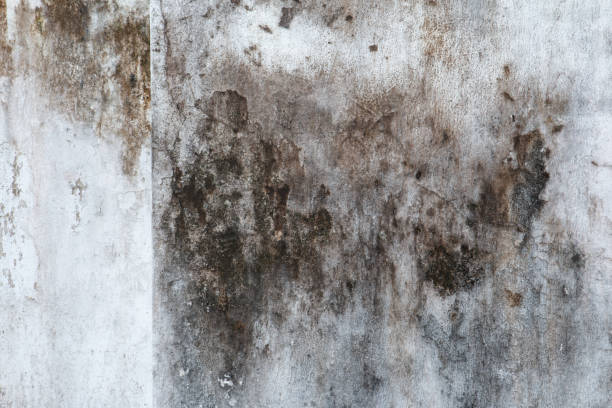 Best Commercial Mold Inspection  in Elmer, NJ