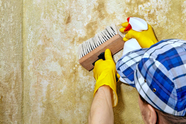 Best Forensic Mold Investigation  in Elmer, NJ