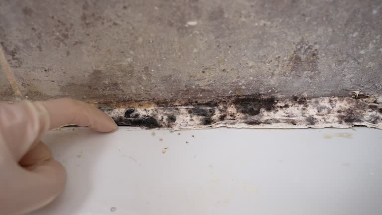 Best Residential Mold Inspection & Testing  in Elmer, NJ
